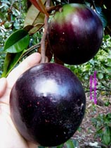 Giant Purple Starapple click to Enlarge