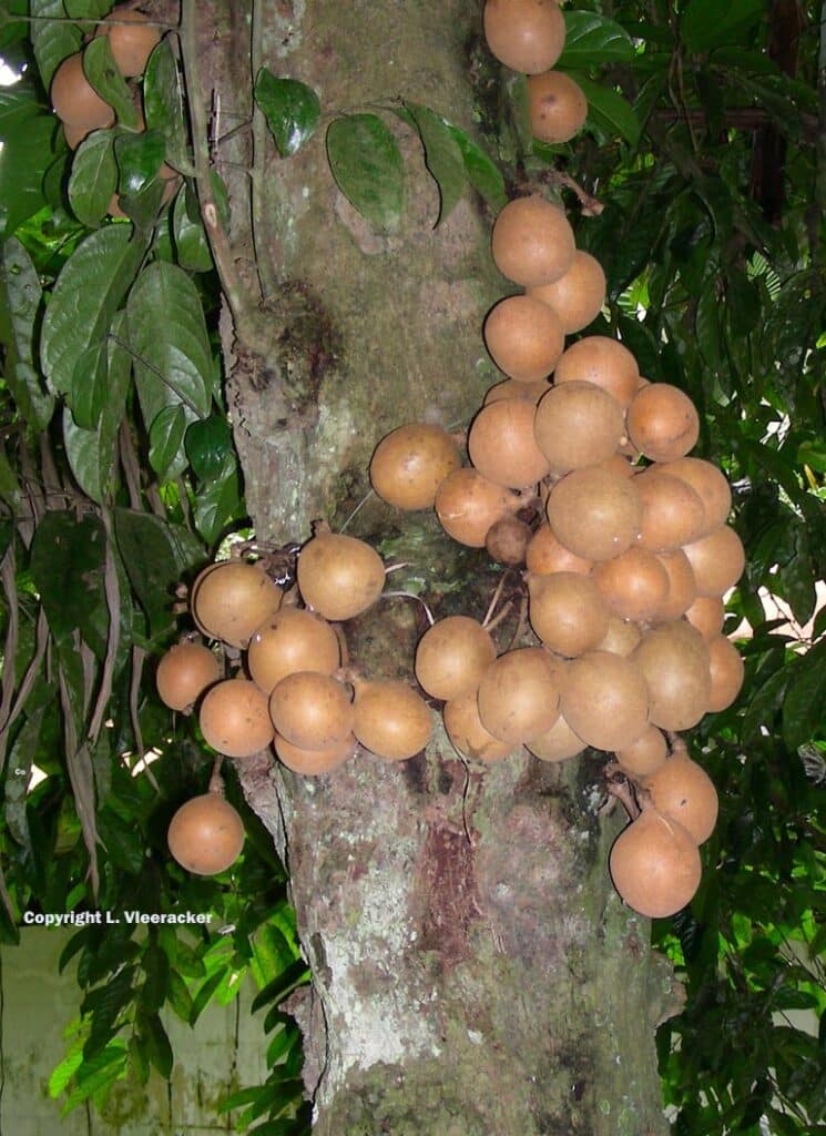KEPEL (Stelechocarpus burahol) - Fruit Lover's Seed Company