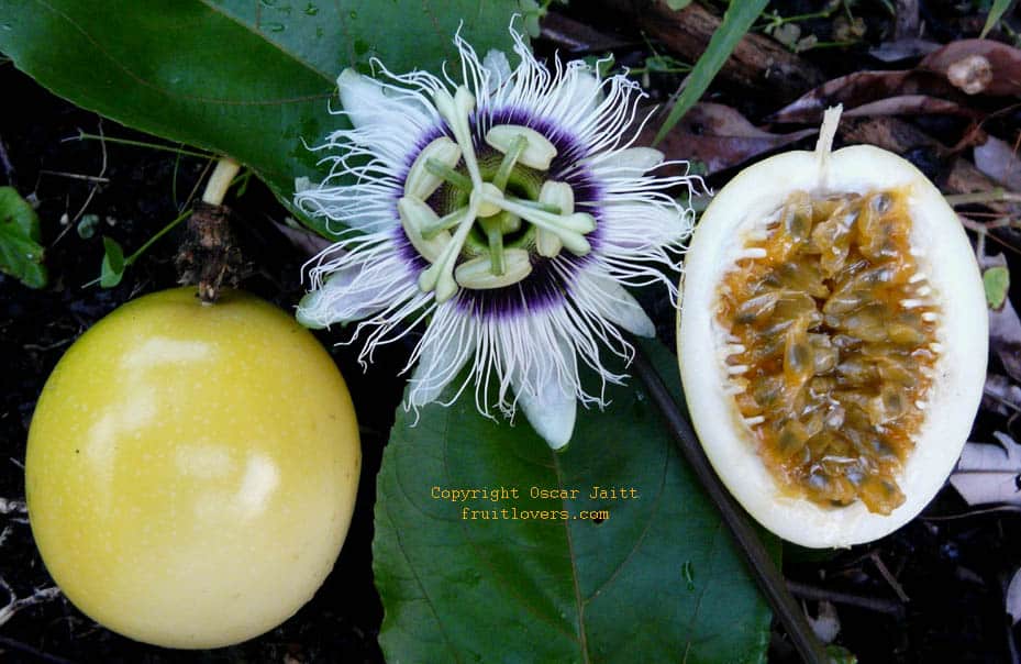 Graines De Fruit De La Passion Jaune Géant (Passiflora Edulis Var. Flavicarpa) - Sachet De Graines