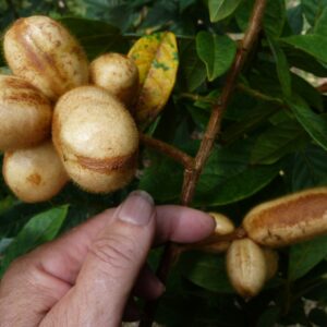 Ice Cream Bean Dwarf, Inga Vulpina